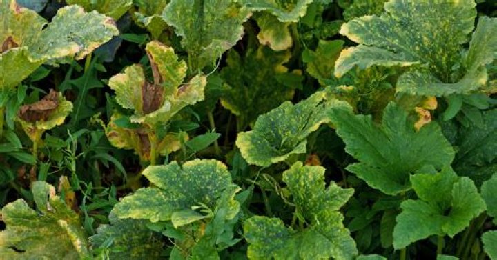 What can damage plants