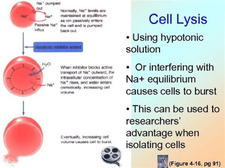 What causes cell lysis