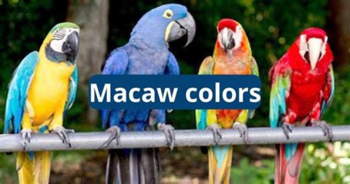 What Colour is a macaw