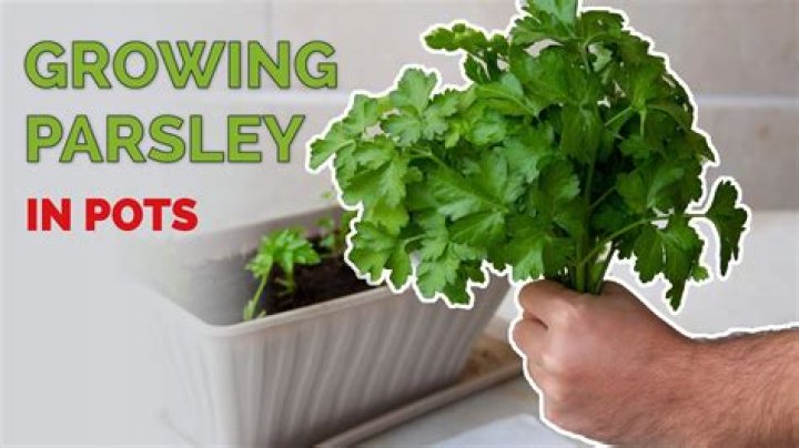 What do I feed parsley