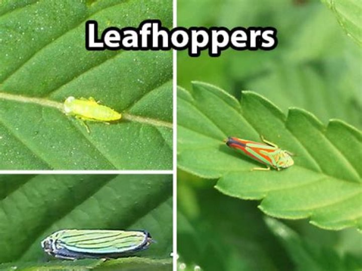 What do leafhoppers do