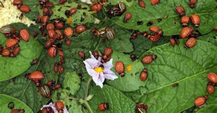 What do potato bugs do