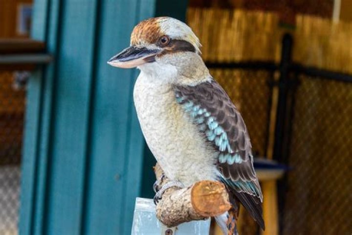 What does a kookaburra