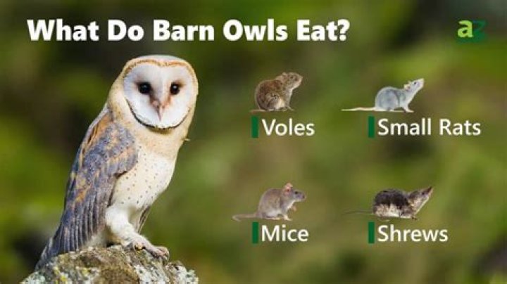 What does barn owl eat